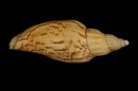 藏品(哈密渦螺)的圖片